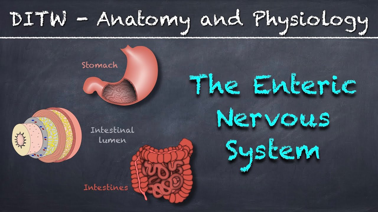 DITW, The Enteric Nervous System. A whiteboard-style animated explainer video