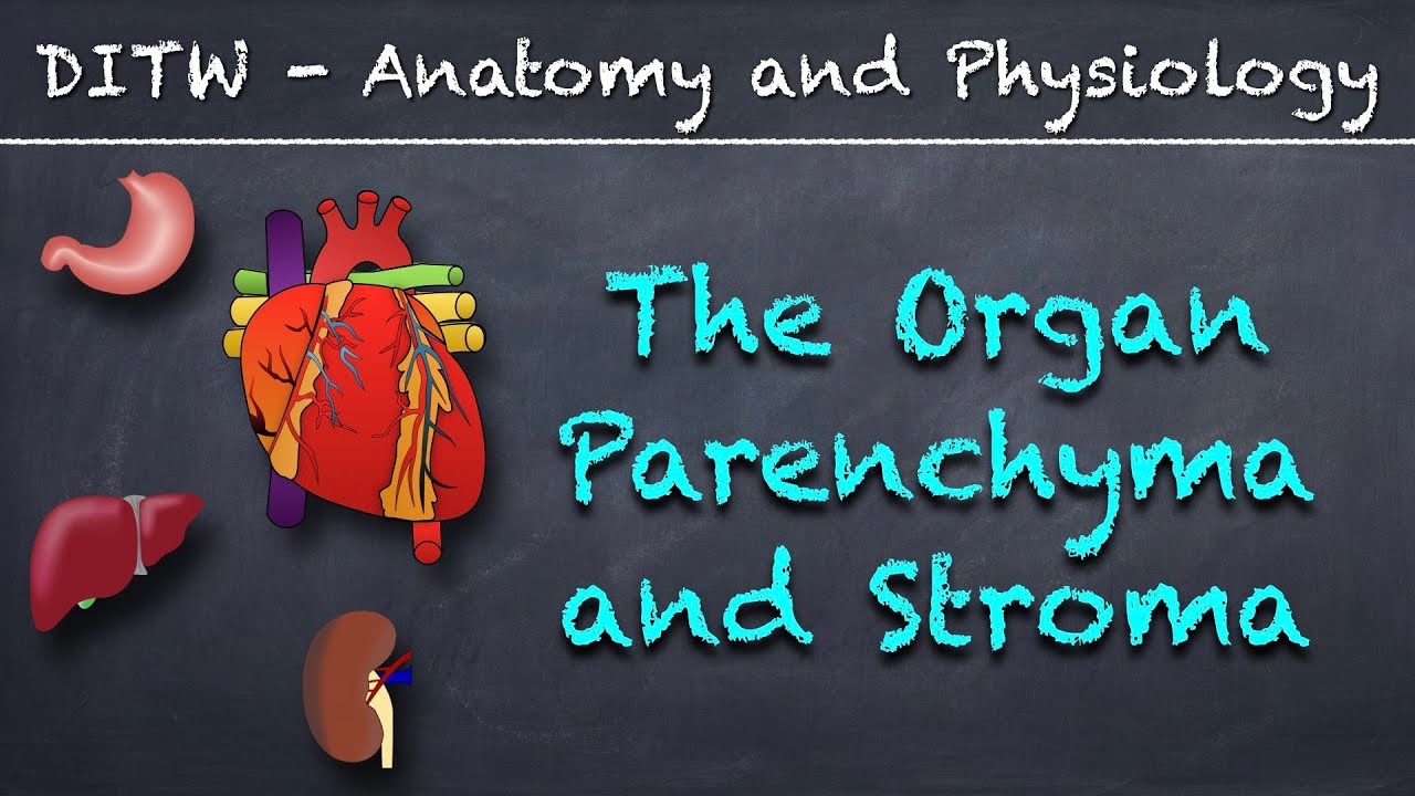 DITW, The Organ Parenchyma and Stroma. A whiteboard-style animated explainer video